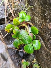 Fragaria chiloensis
