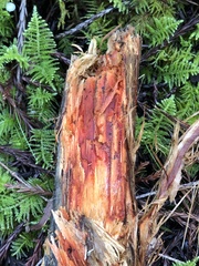 Phanerochaete sanguinea