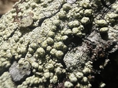 Pertusaria texana