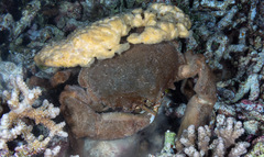 Lauridromia dehaani