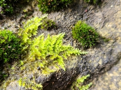 Homalothecium sericeum