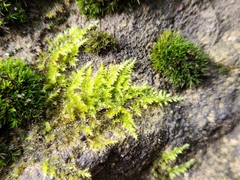 Homalothecium sericeum