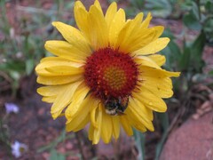 Gaillardia aristata