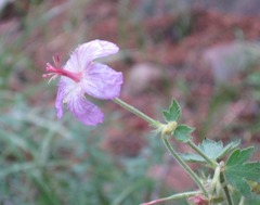 Geranium caespitosum