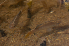 Cyprinodon macularius