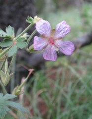 Geranium caespitosum