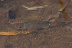 Cyprinodon macularius