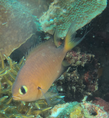 Pycnochromis atripes