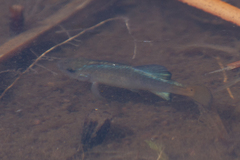 Cyprinodon macularius