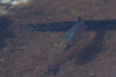 Cyprinodon macularius