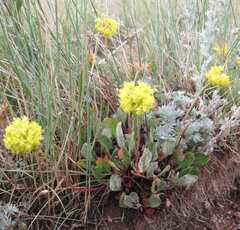 Eriogonum flavum