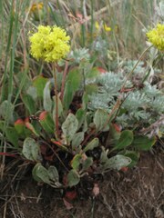 Eriogonum flavum