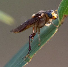 Perga dorsalis