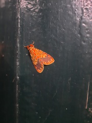 Barsine striata