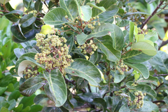 Cupaniopsis anacardioides