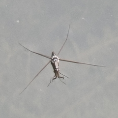Limnogonus