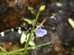 Utricularia uliginosa