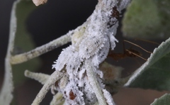 Phenacoccus solenopsis