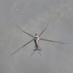 Limnogonus