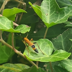 Ctenochares bicolorus