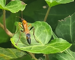 Ctenochares bicolorus