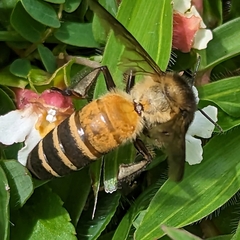 Apis dorsata