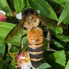 Apis dorsata