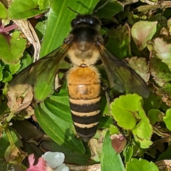 Apis dorsata