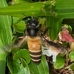 Apis dorsata