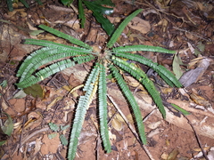 Biophytum albizzioides