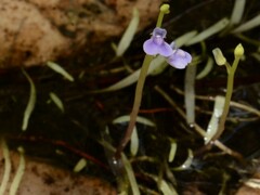 Utricularia uliginosa