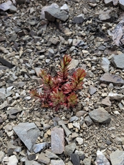 Epilobium pycnostachyum