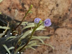 Utricularia uliginosa