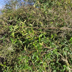 Rubus schmidelioides