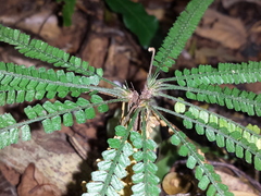 Biophytum albizzioides