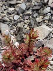 Epilobium pycnostachyum