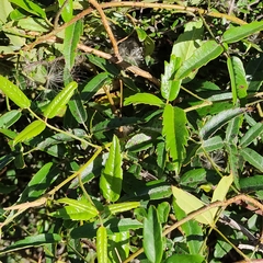 Rubus schmidelioides