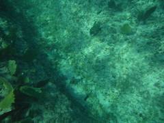 Sparisoma