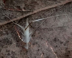 Rytidosperma racemosum