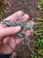 Hypogymnia duplicata