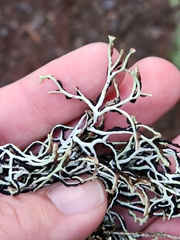 Hypogymnia duplicata