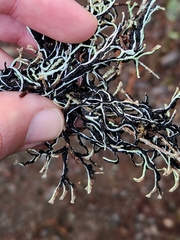 Hypogymnia duplicata