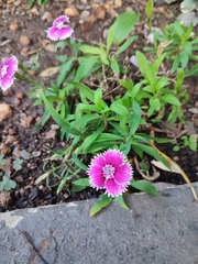 Dianthus chinensis