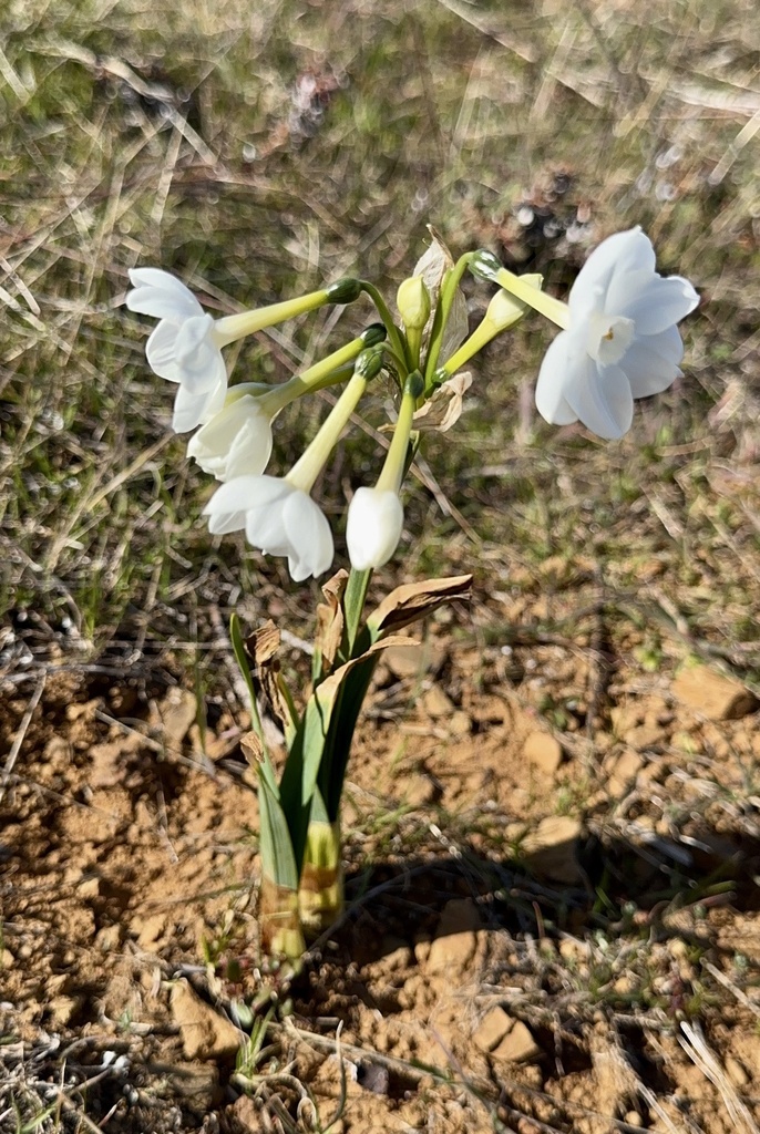 Narcissus papyraceus, Sierra Azul Preserve, San Jose, CA, US