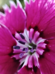 Dianthus chinensis