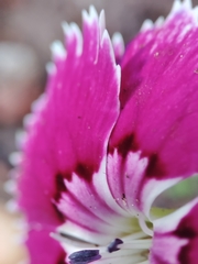 Dianthus chinensis