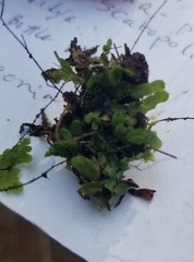 Targionia hypophylla