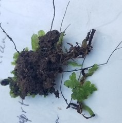 Targionia hypophylla