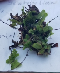 Targionia hypophylla