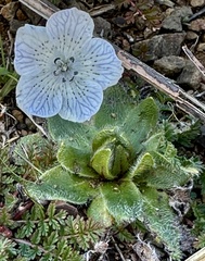 Nemophila menziesii